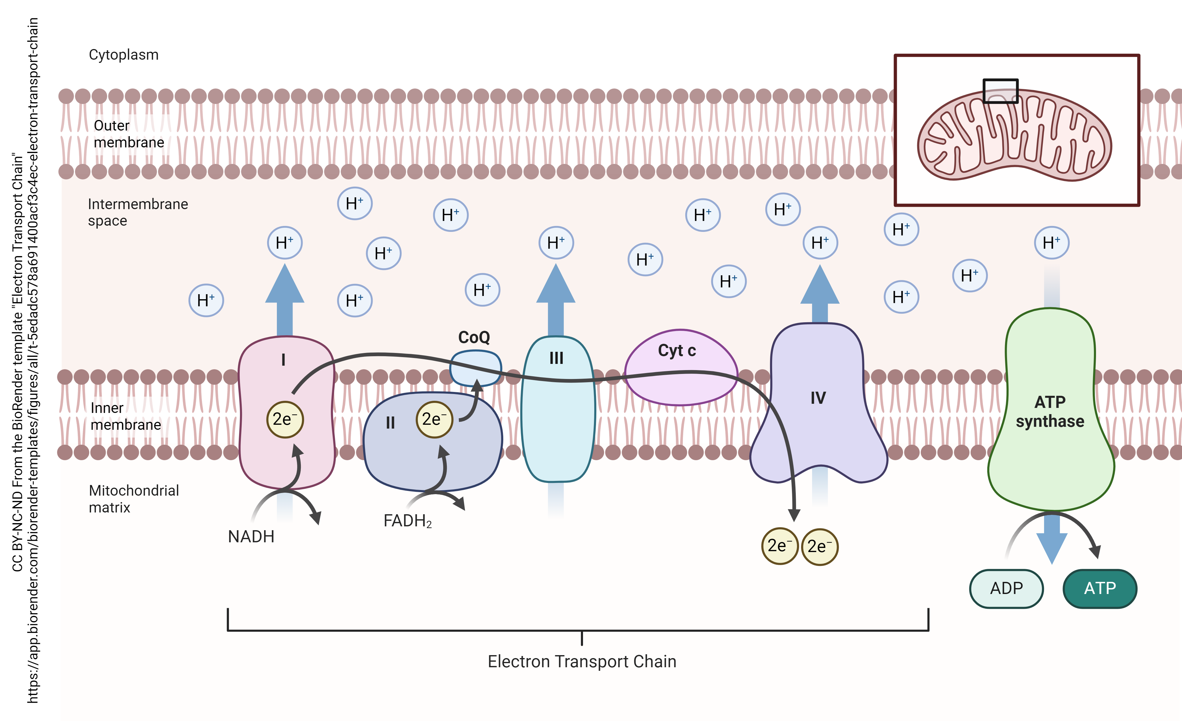 Diagram showing the process of the electron transport chain.