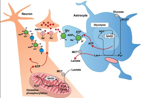 Diagram showing how the brain metabolizes lactic acid.