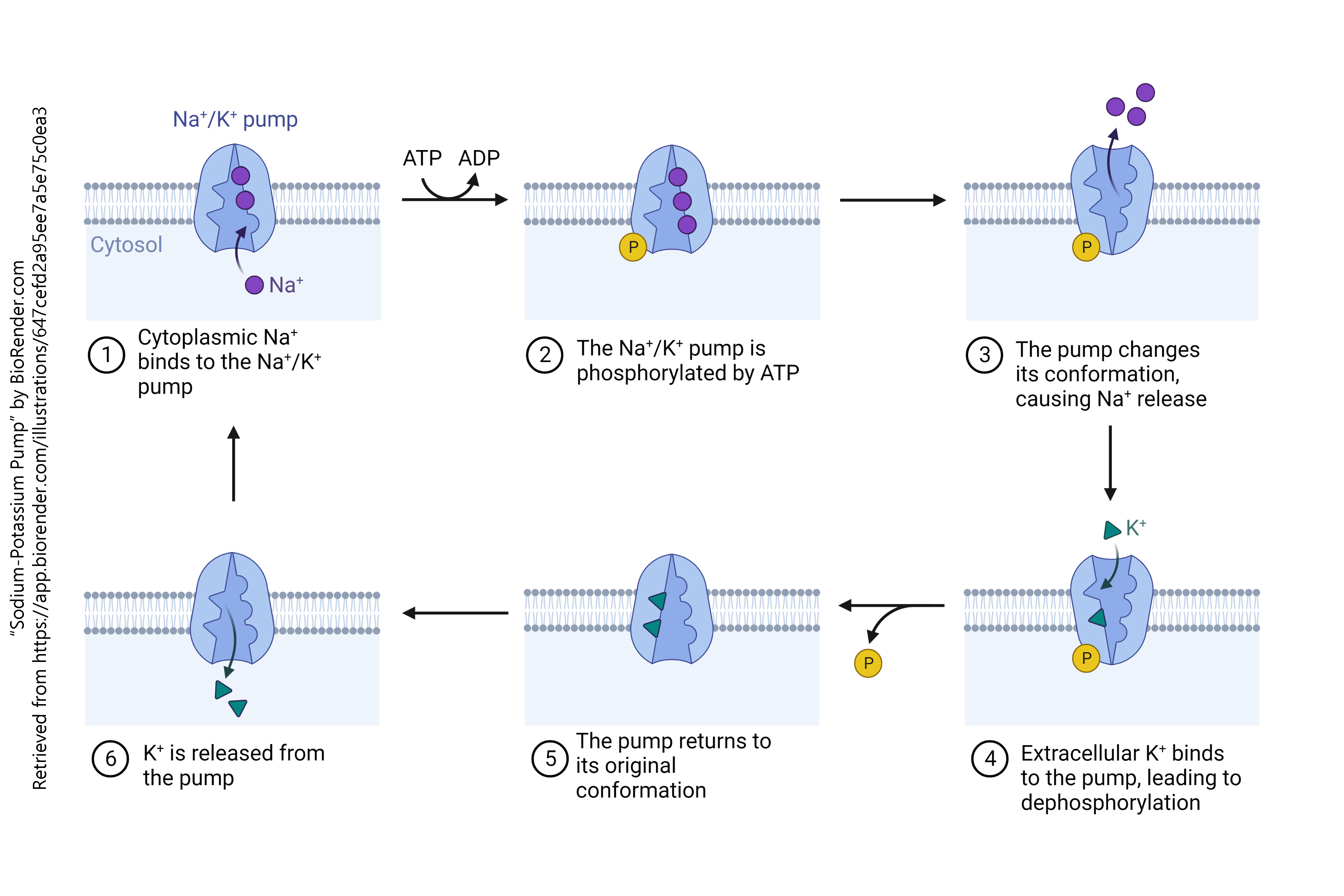 Diagram showing the operation of the sodium-potassium pump.