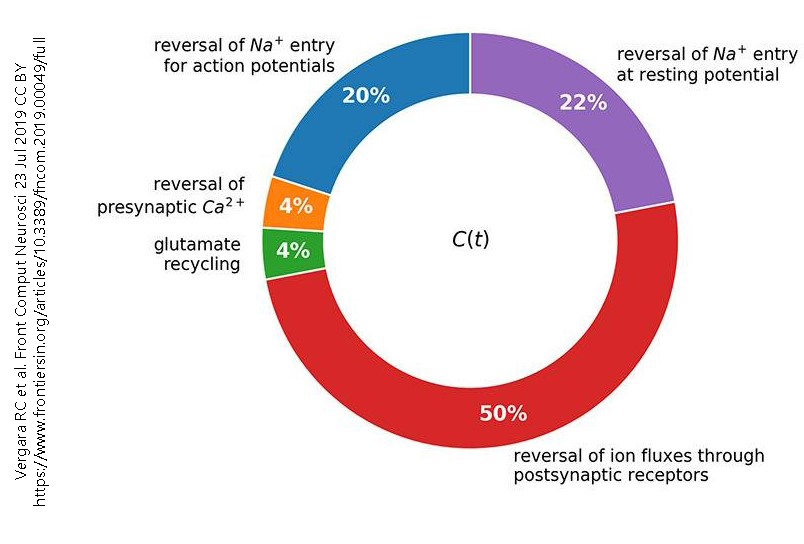 Pie chart illustrating how neurons use energy.