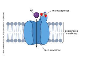 Diagram showing a ligand-gated channel.