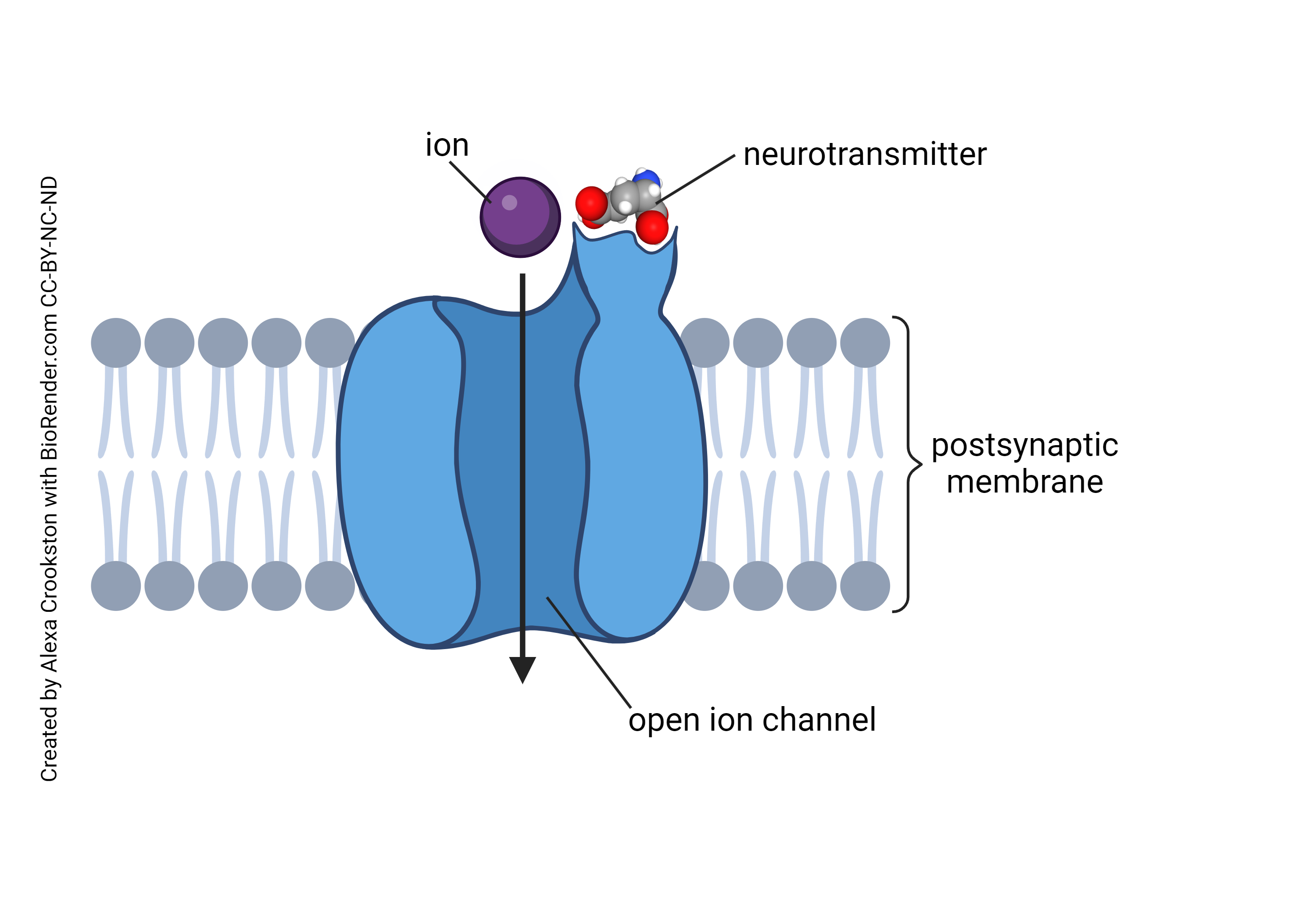 Diagram showing a ligand-gated channel.