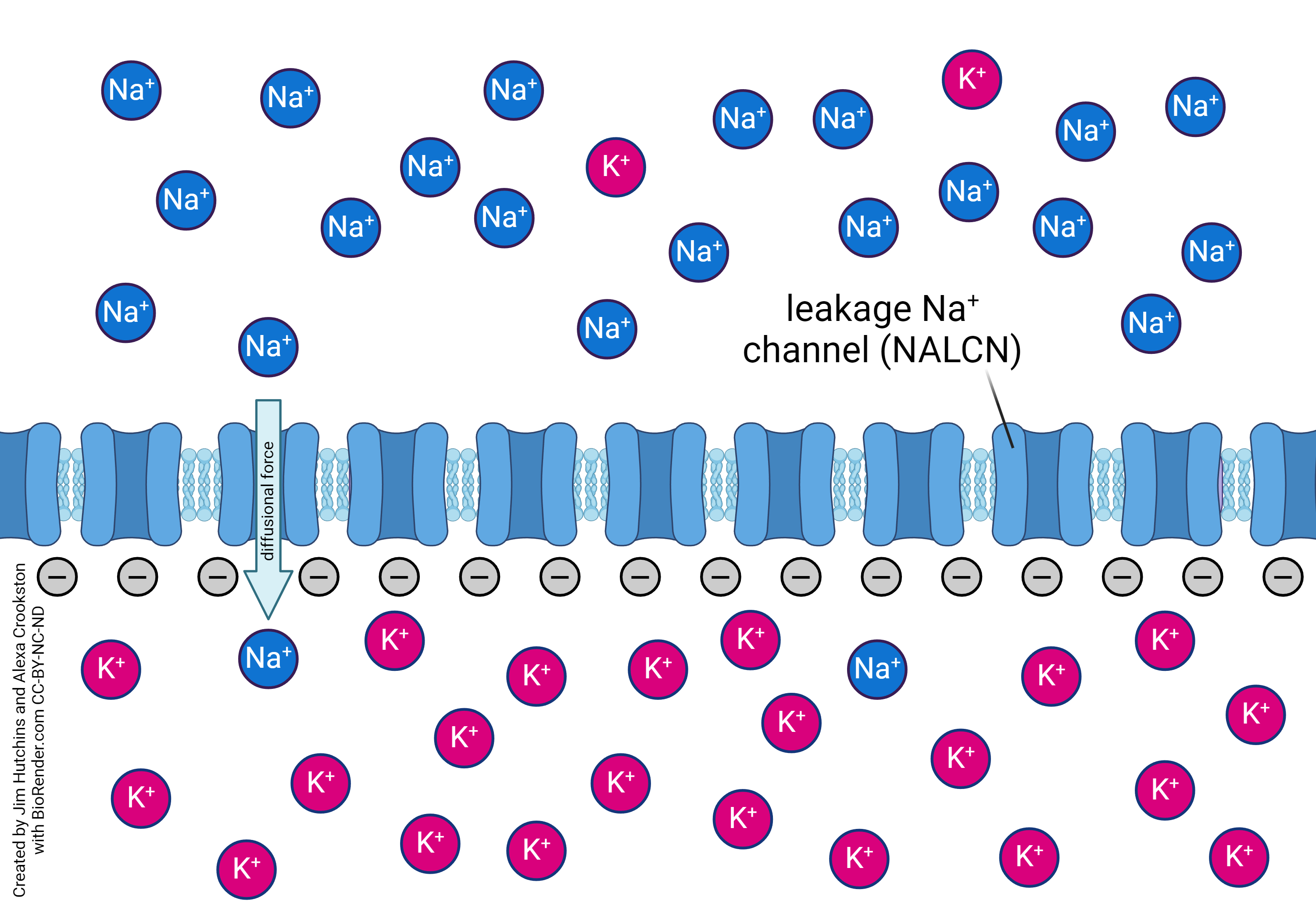 Diagram showing the diffusion of sodium when the neuron is at its resting potential.