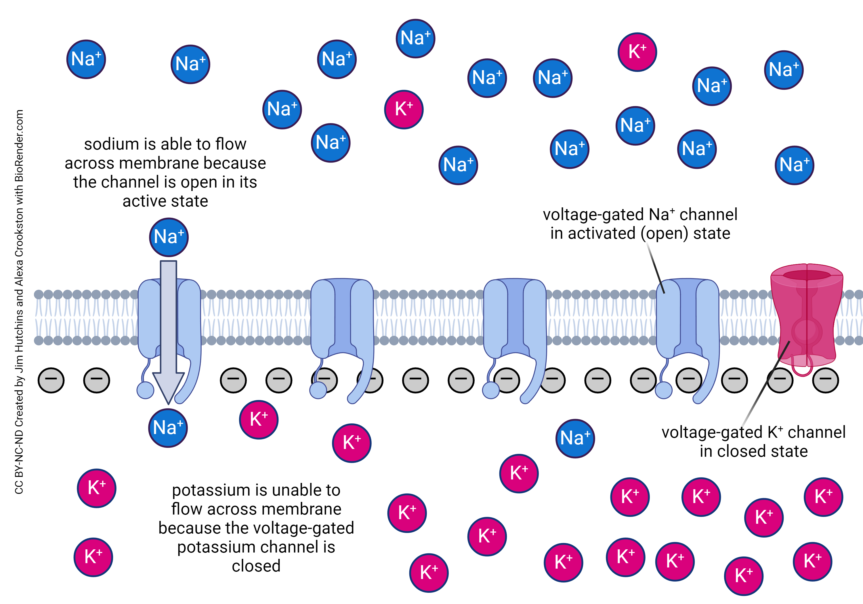 Diagram showing the movement of ions during the rising phase of the action potential.