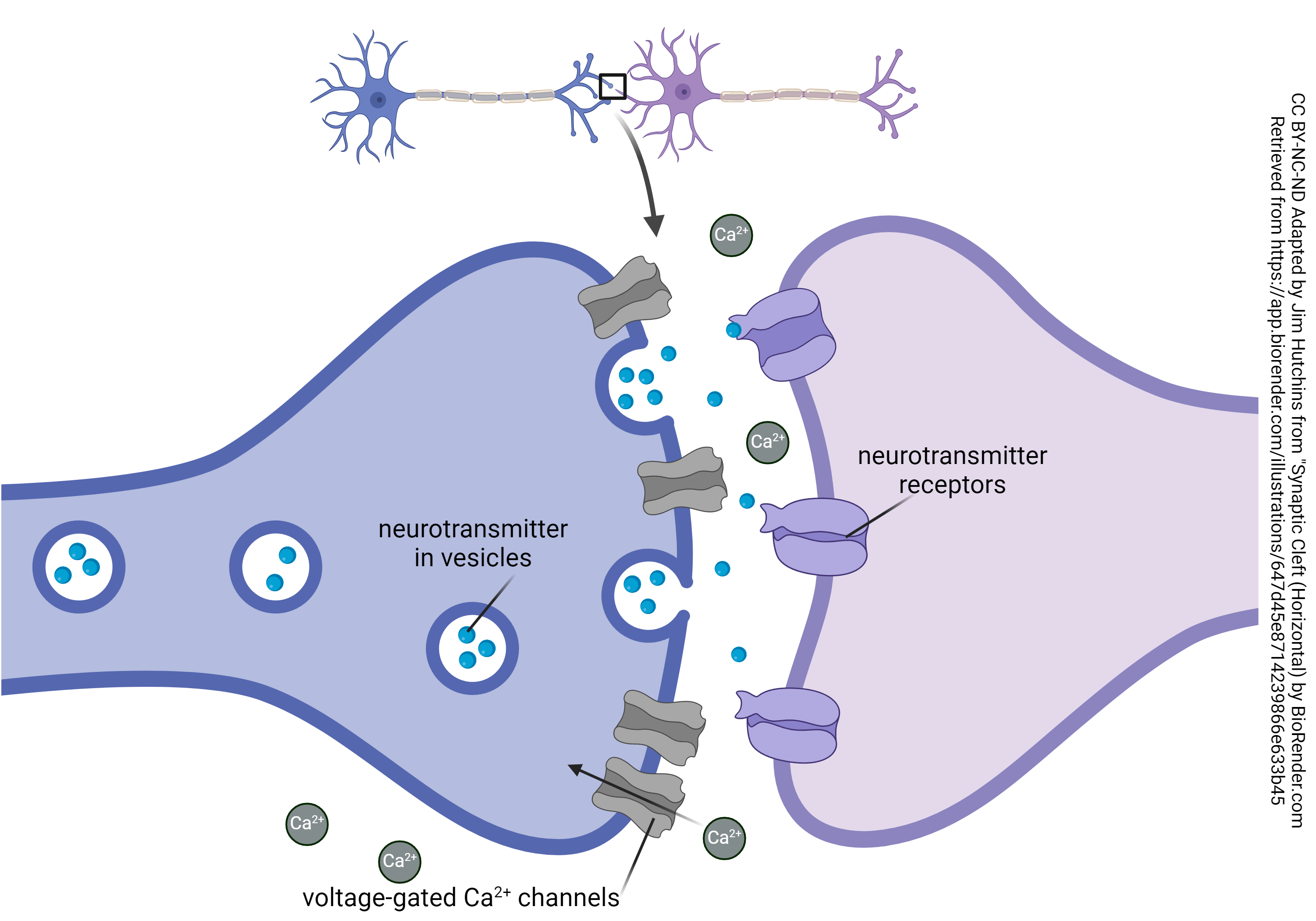 Diagram showing the localization and function of voltage-gated calcium channels at the synapse.