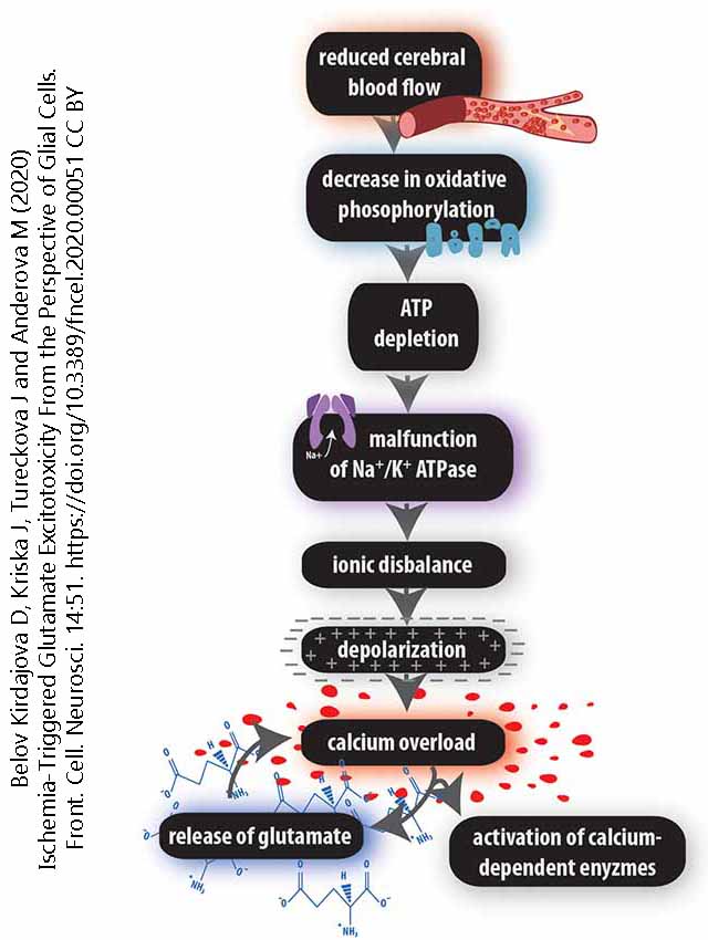 Flowchart illustrating how glutamate acts as an excitotoxin in the brain.