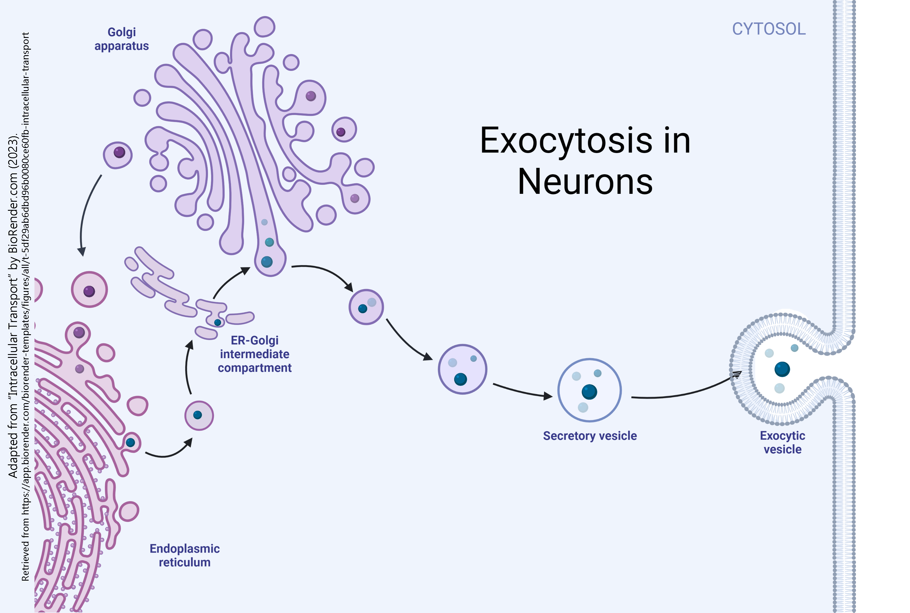 Diagram showing the process of exocytosis in neurons.