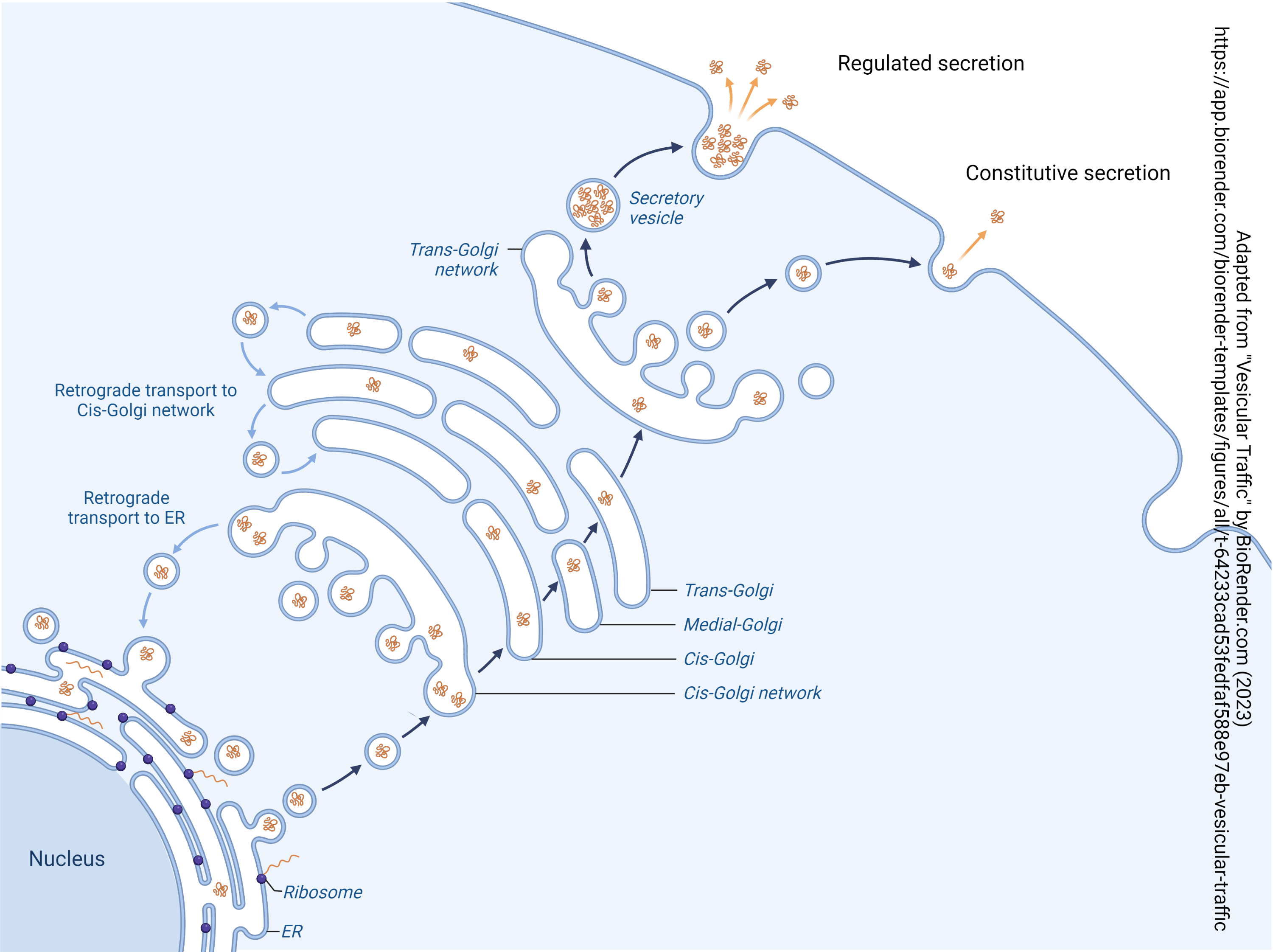 Diagram of regulated and constitutive secretion in neurons.