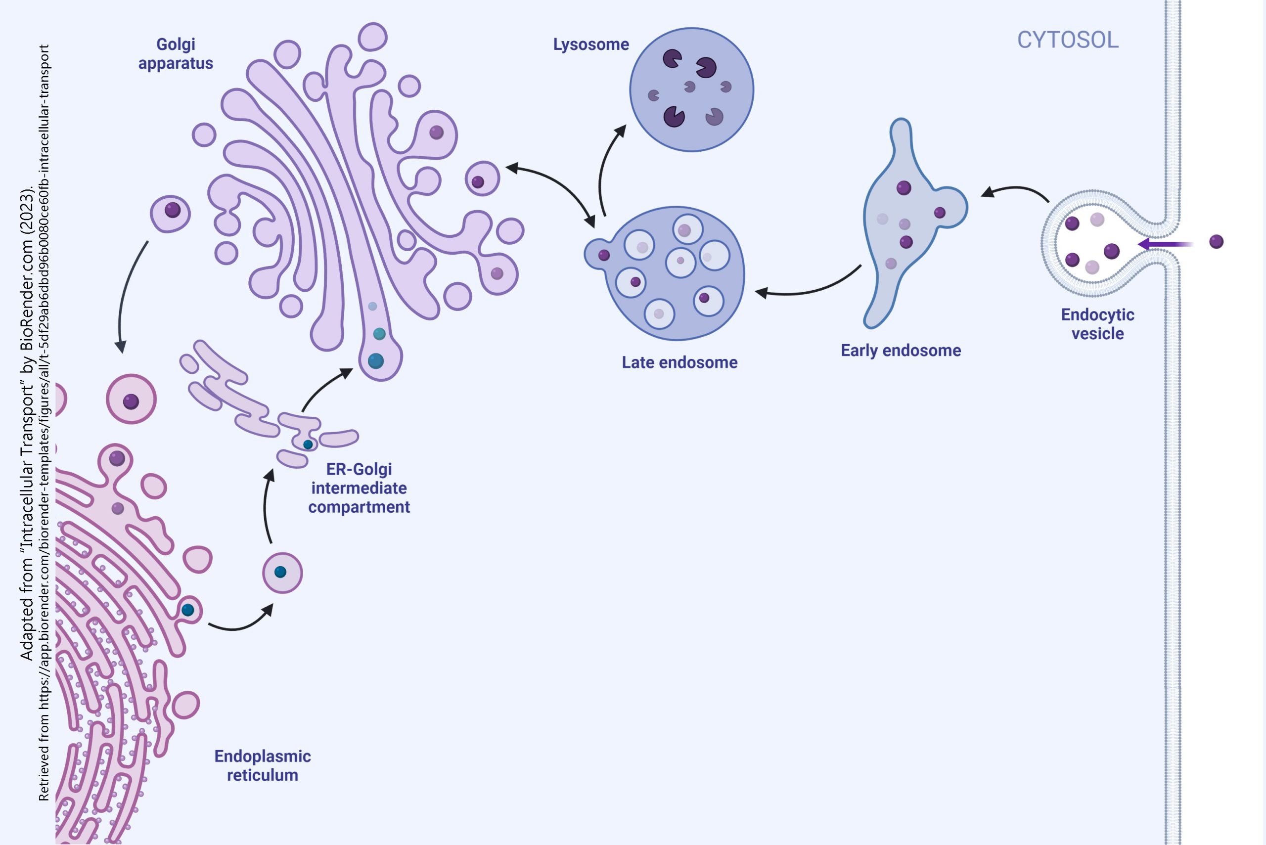 Diagram of the process of endocytosis in neurons.