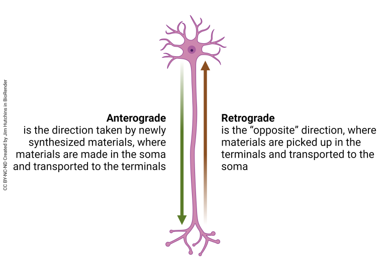 Diagram showing a neuron with the cell body at the top and axon terminals at the bottom. Anterograde is written next to an arrow pointing down, towards the axon terminals. Retrograde is written next to an arrow pointing up, towards the cell body.