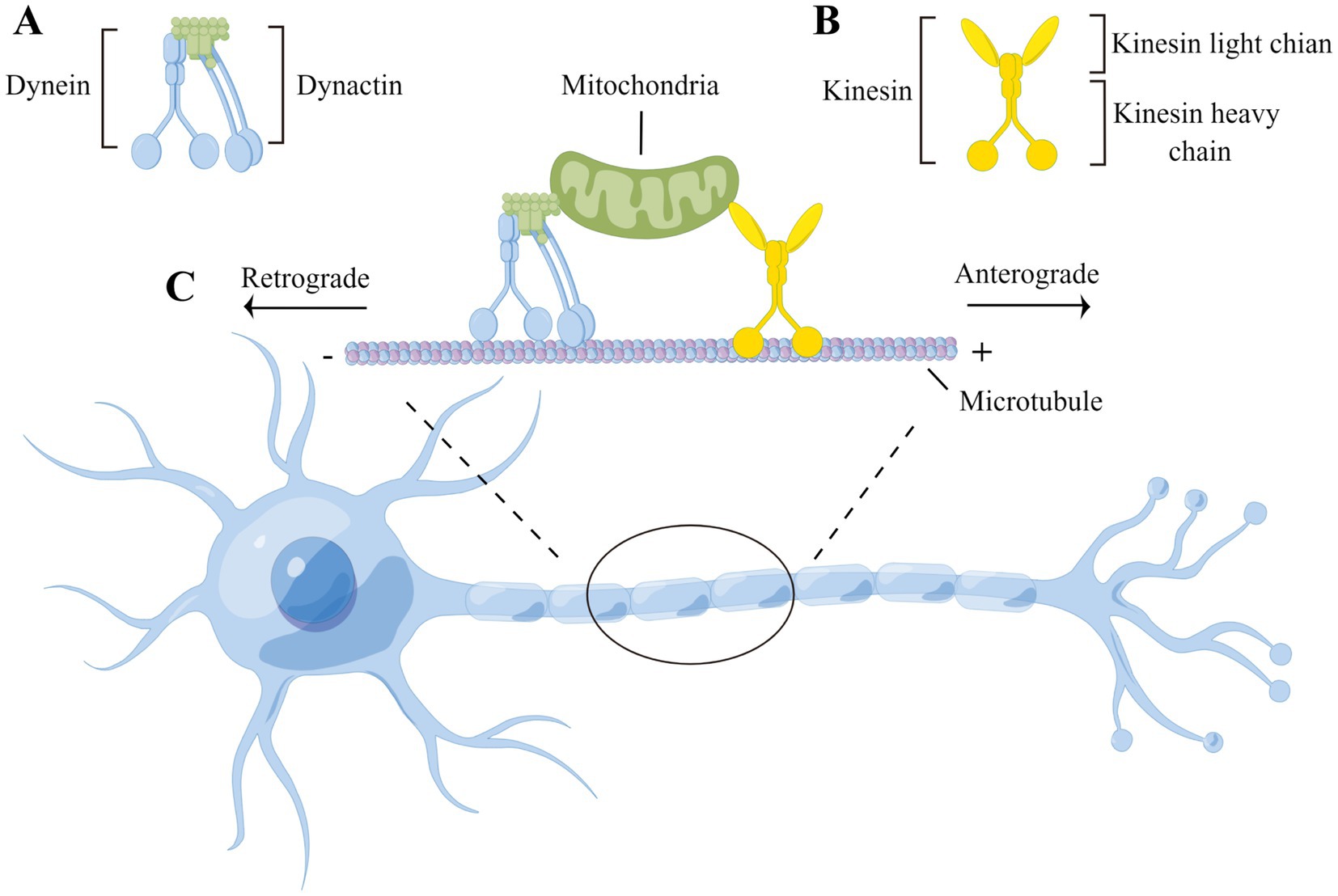 Diagram showing the biochemical substrates of each type of axonal transport.