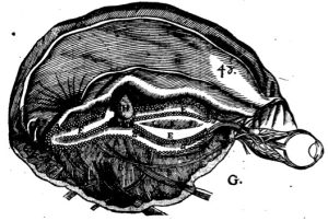 Descartes' drawing of the pineal gland.