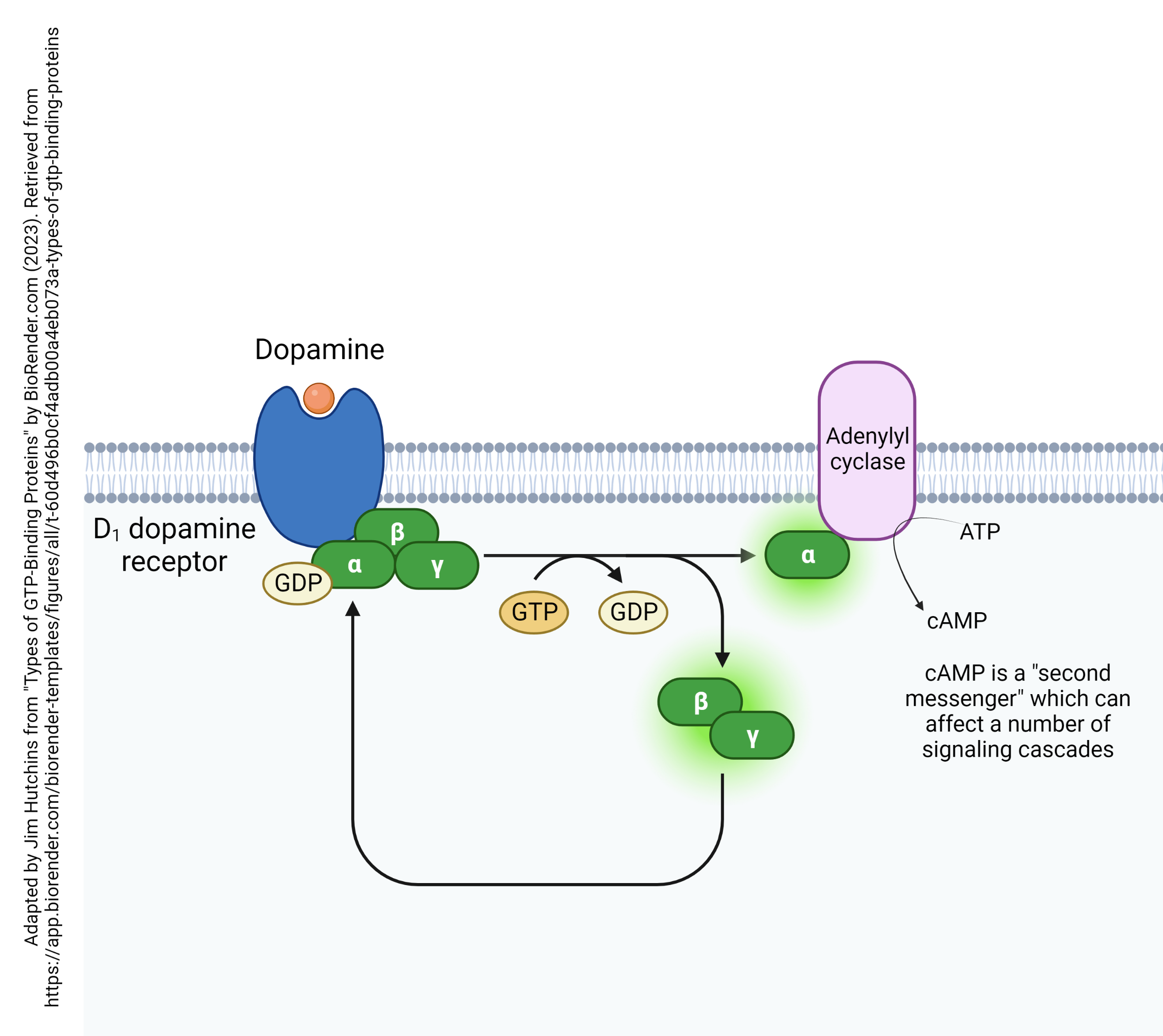 A diagram of a dopamine receptor and its effects on signaling cascades