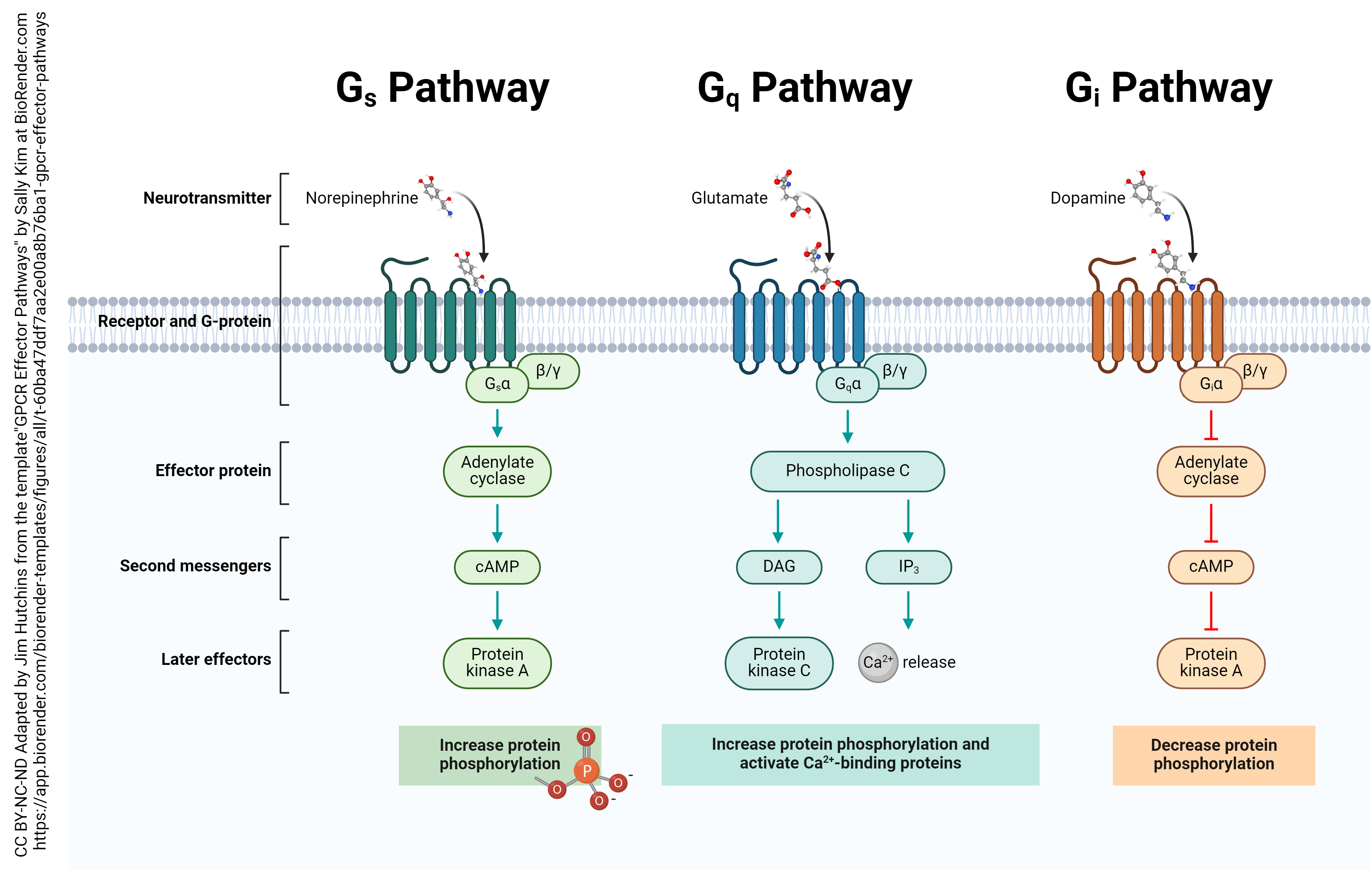 Diagram showing the G protein-coupled receptor transduction pathways.