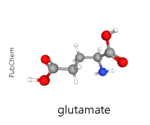 Model of a glutamate molecule