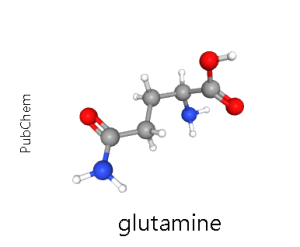 Model of a glutamine molecule