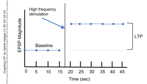 A graph showing EPSP magnitude in LTP