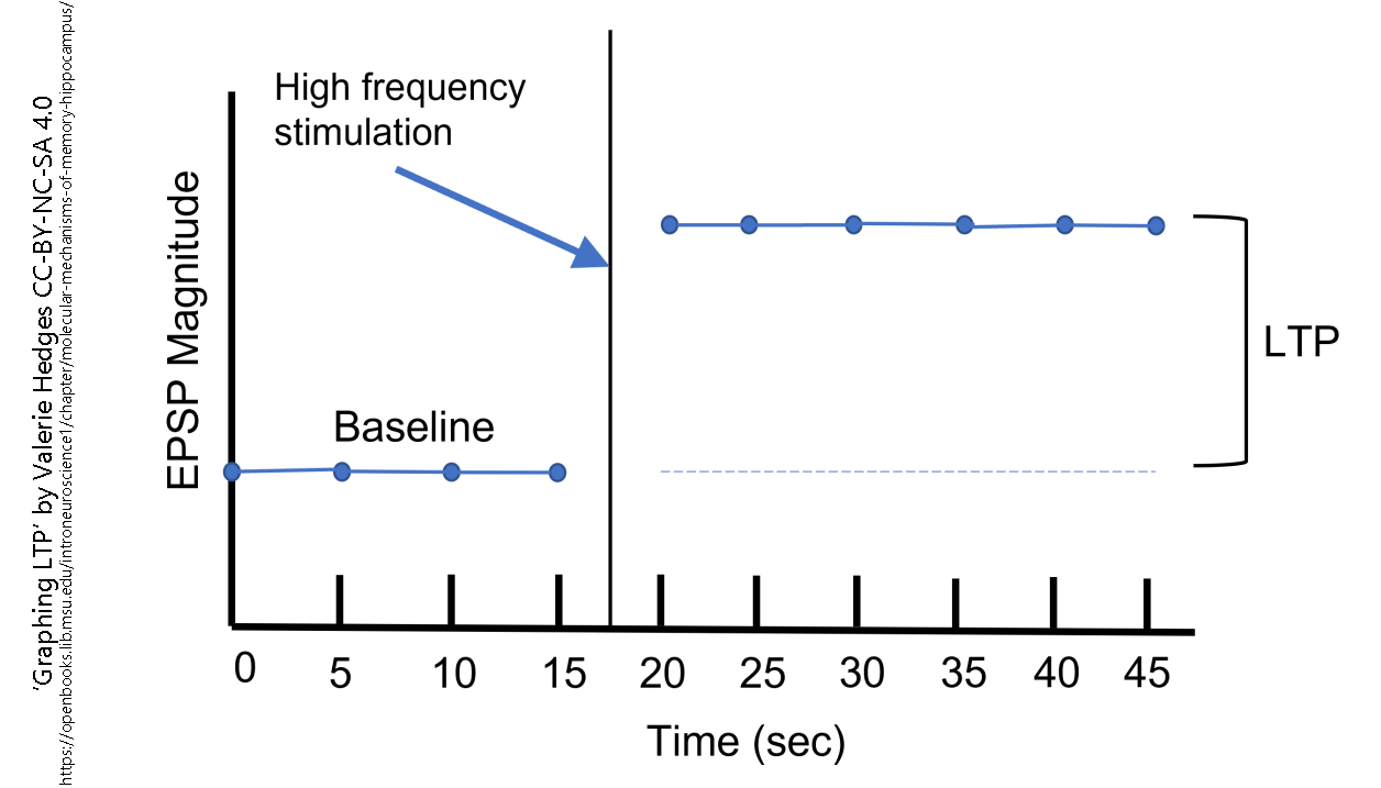 Long Term Potentiation LTP Introduction To Neuroscience   Graphing LTP Hedges 