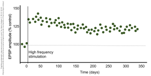 A graph showing EPSP amplitude in LTP over a period of a year