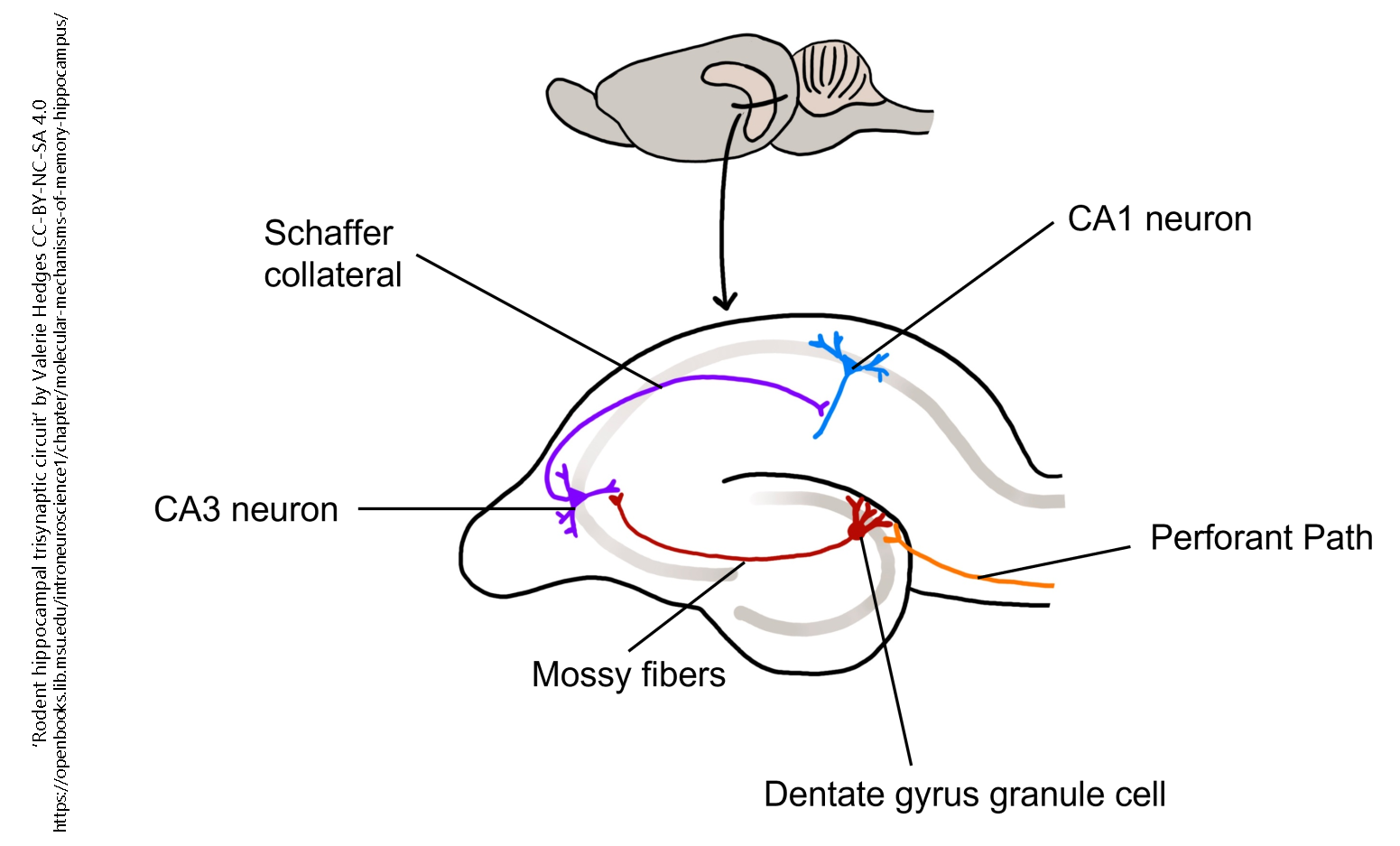 A diagram showing the circuitry of the rat hippocampus