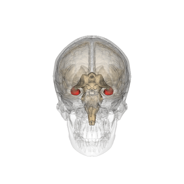 Animation showing the hippocampus in three dimensions.
