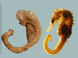 A photograph of a dissected hippocampus juxtaposed with a picture of a seahorse.