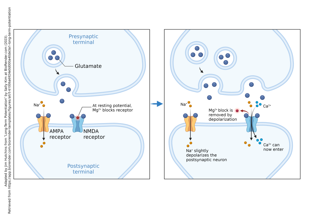 Early And Late Long Term Potentiation Introduction To Neuroscience early-and-late-long-term-potentiation-introduction-to-neuroscience