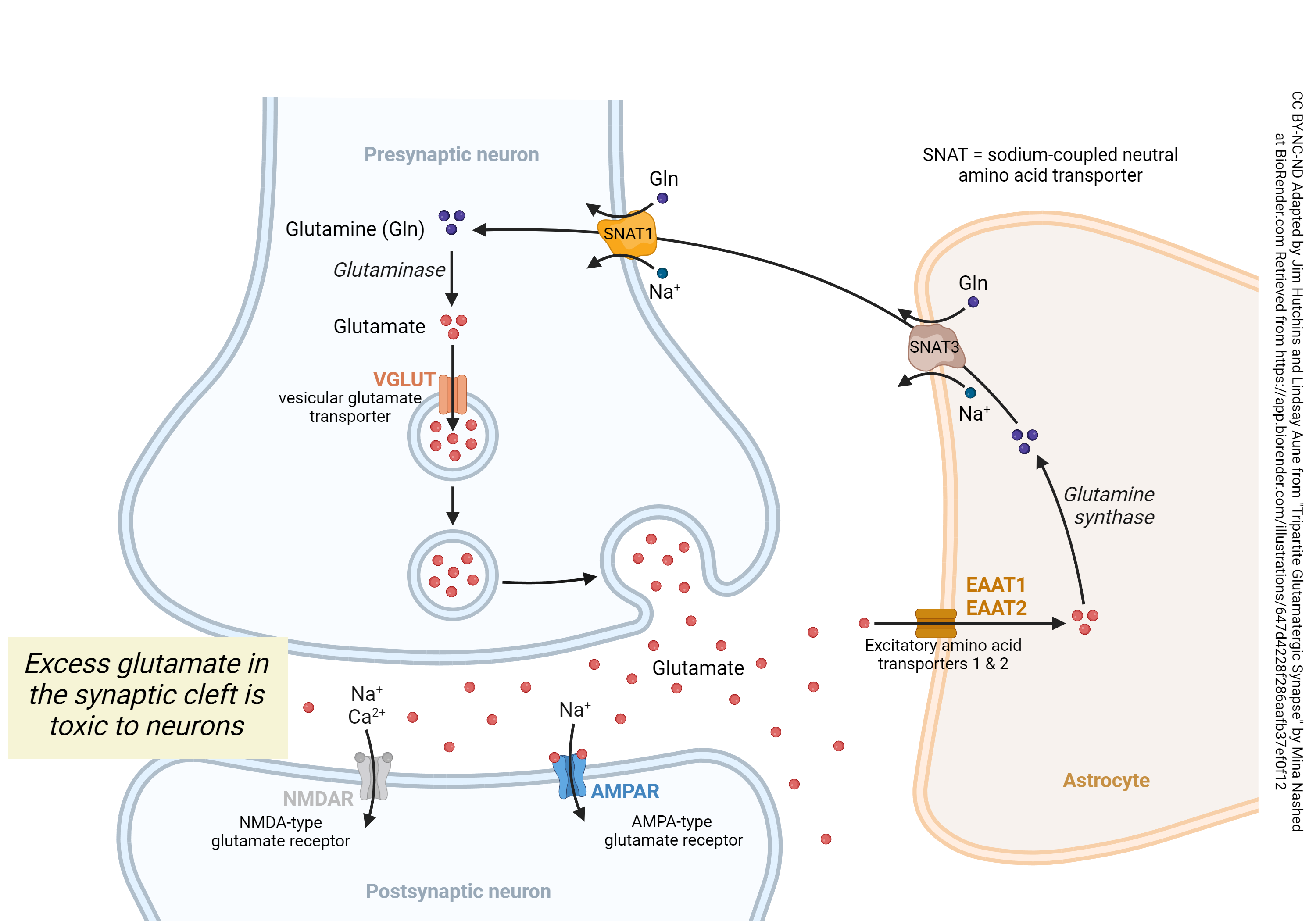 Diagram showing how astrocytes and neurons manage glutamate at the synapse.