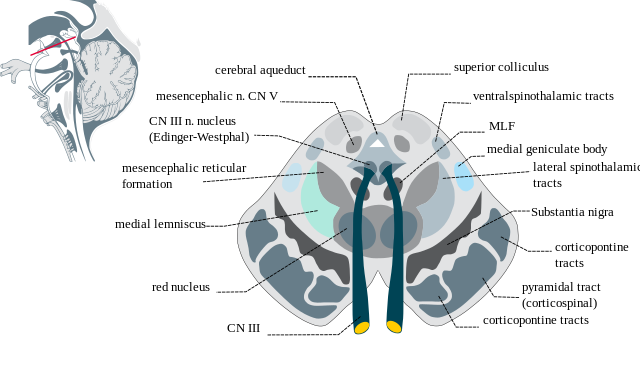 Diagram showing the structures of the midbrain on a schematic cross-section.