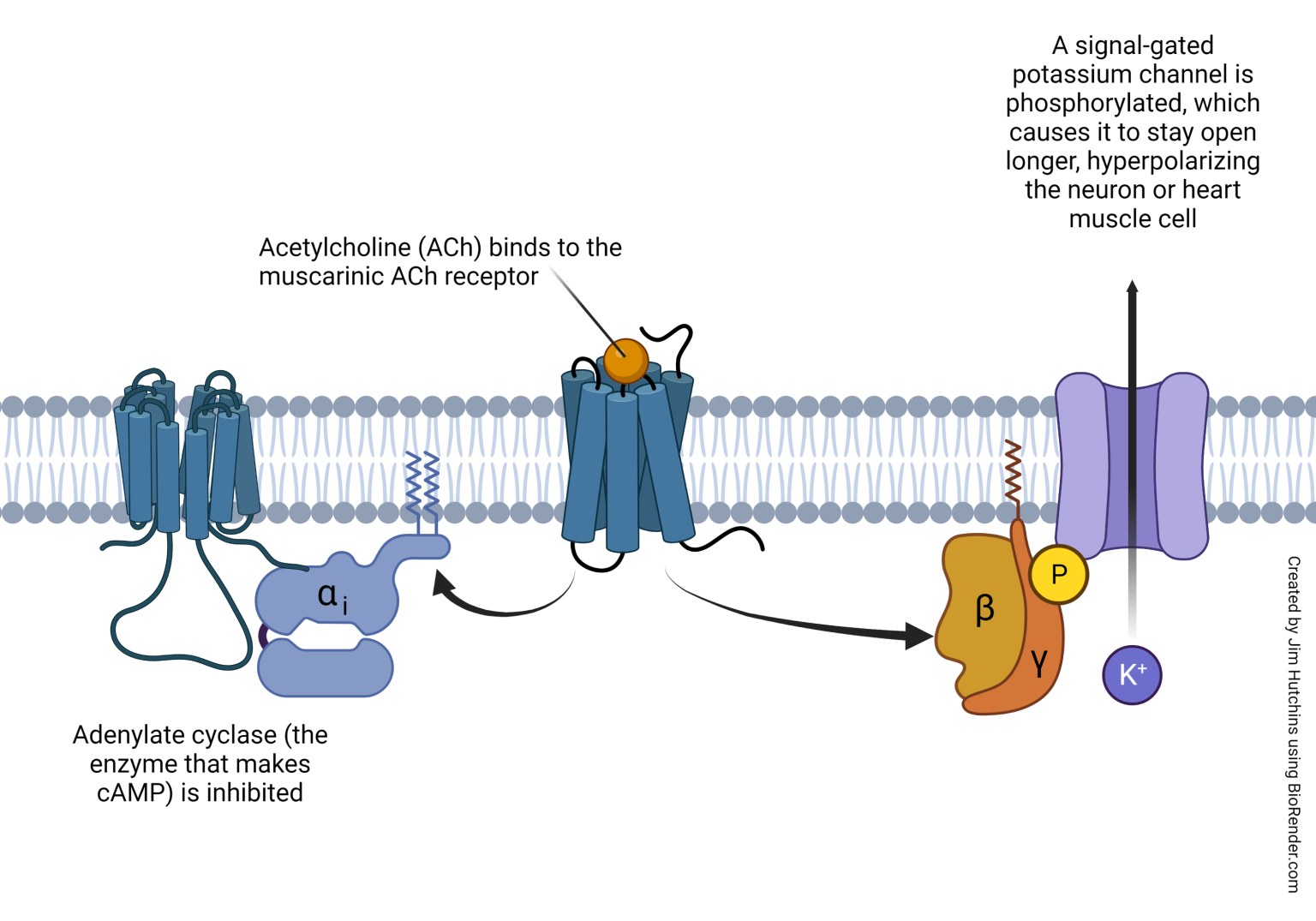 Transduction by Metabotropic Receptors – Introduction to Neuroscience