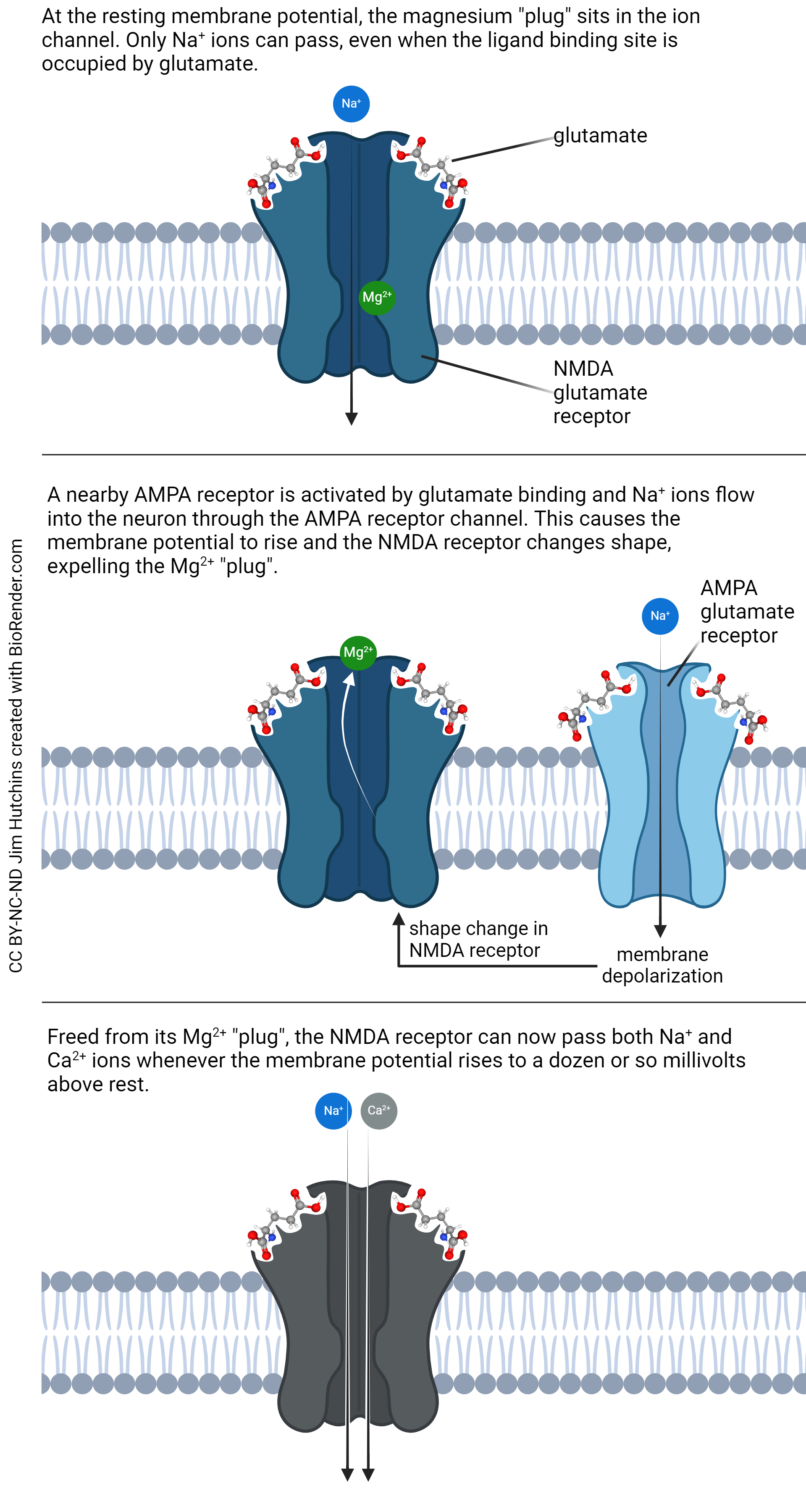 Diagram showing how the activity of the NMDA-type glutamate receptor is modulated.