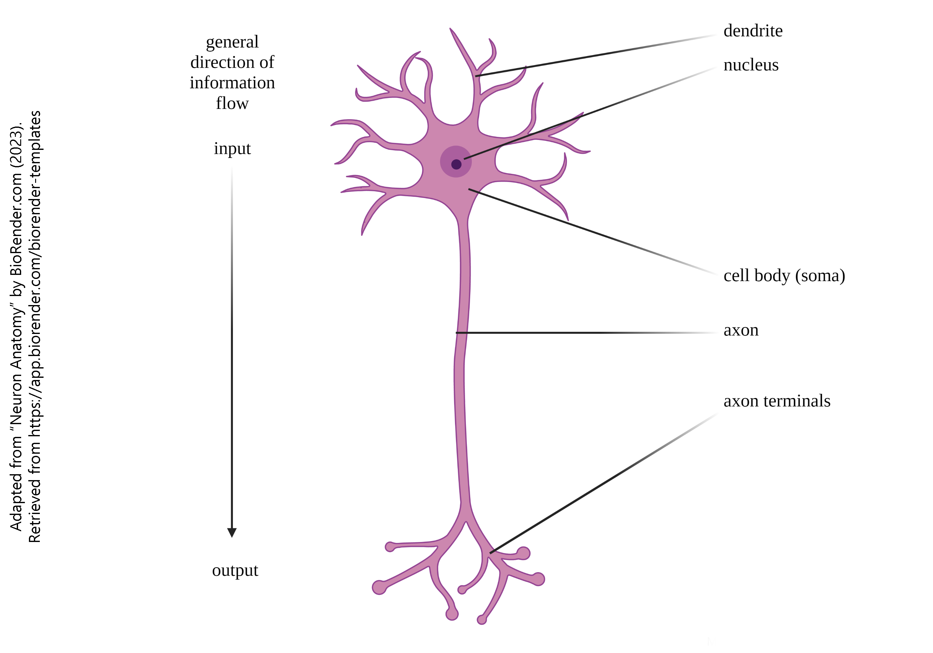 Diagram showing the parts of a neuron.