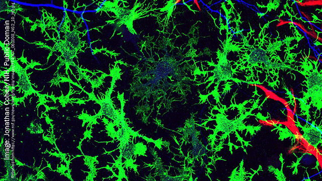 Immunofluorescence image of glial cells.