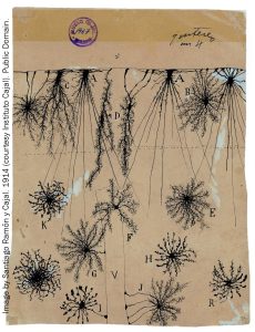 Drawings of glial cells in a child's brain by Ramon y Cajal.