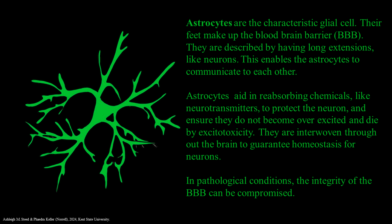 Infographic showing an astrocyte with text describing its properties.