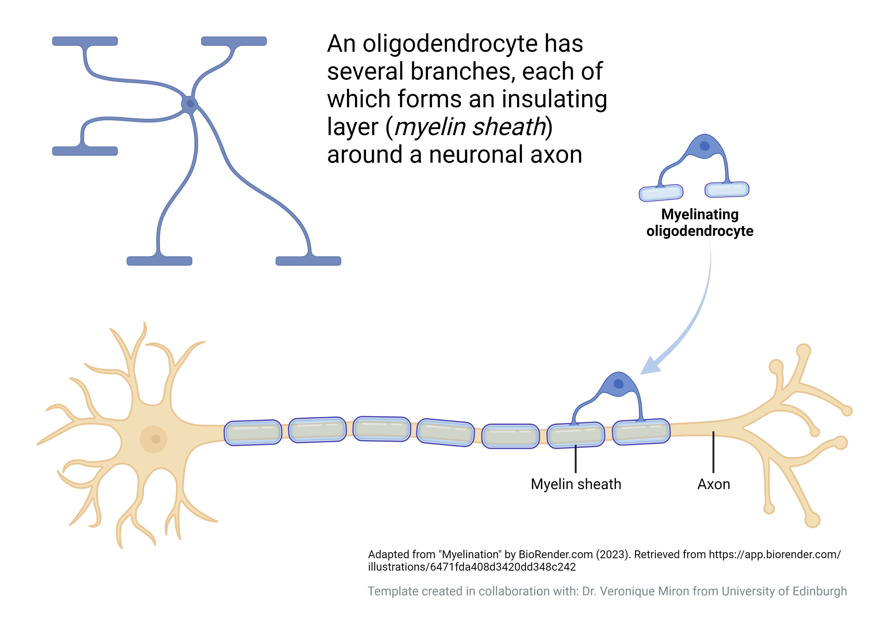 Diagram showing oligodendrocytes and describing their characteristics.