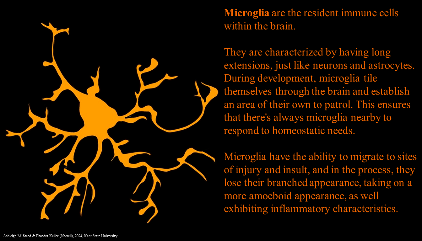 Infographic showing a microglial cell and describing its properties.