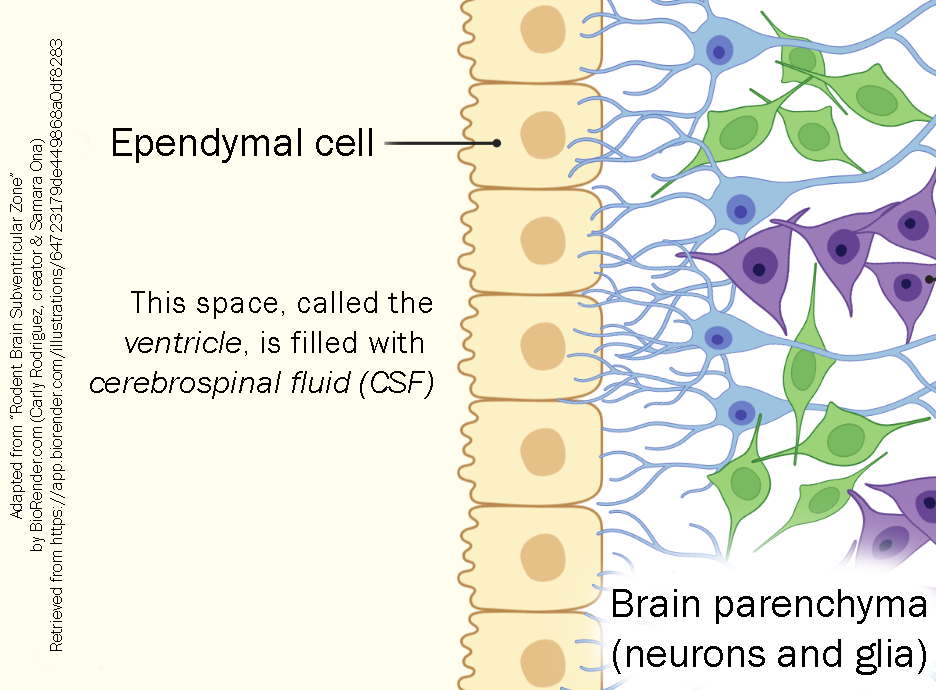 Diagram showing the location and structure of ependymal cells.