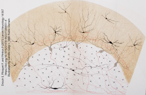 Illustrations of neurons by Camillo Golgi