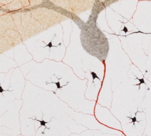 Closeup of illustrations of neurons by Camillo Golgi