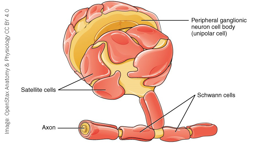 Diagram showing satellite cells and Schwann cells.