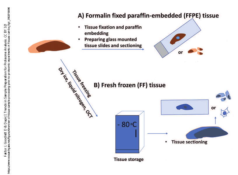 Diagram showing how samples are prepared for microscopy.