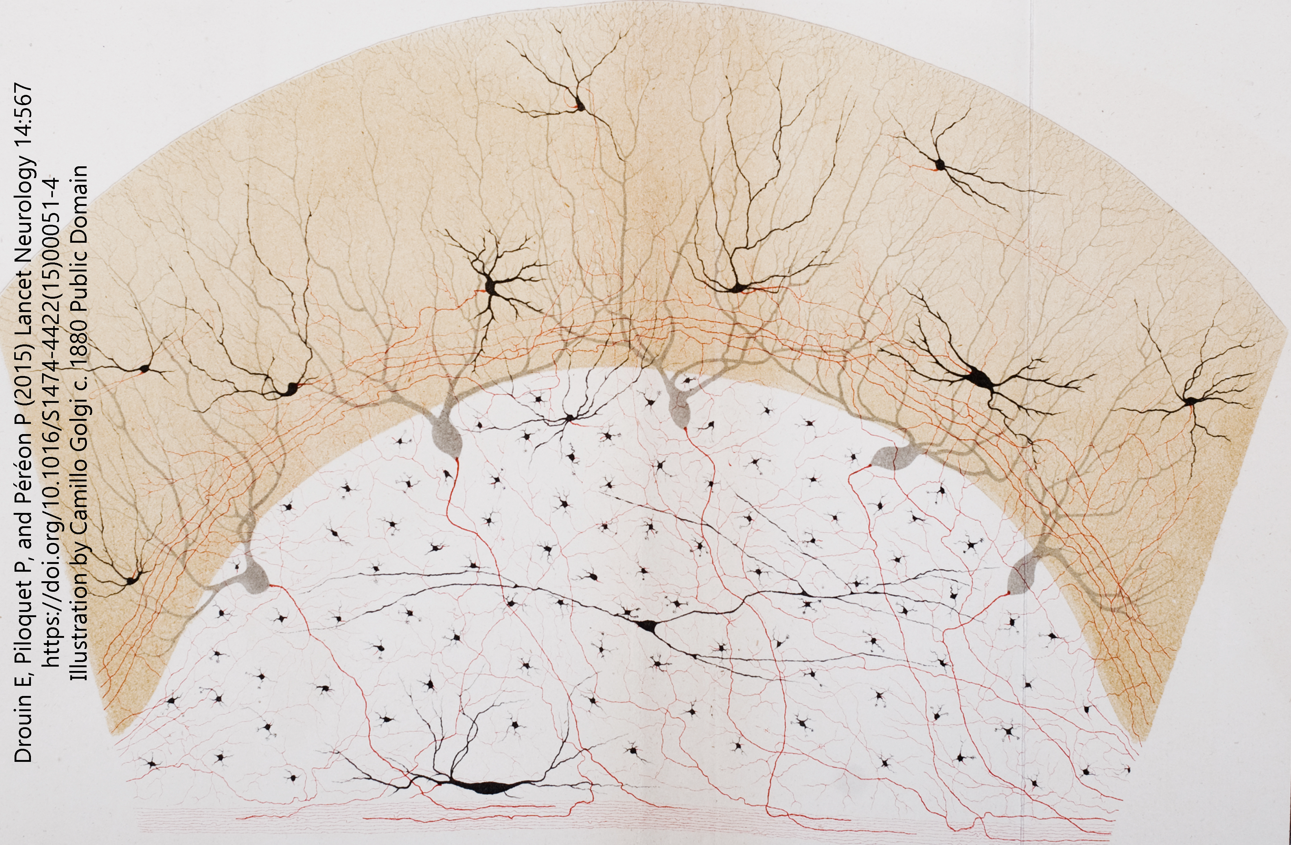 Illustration of neurons by Camillo Golgi.