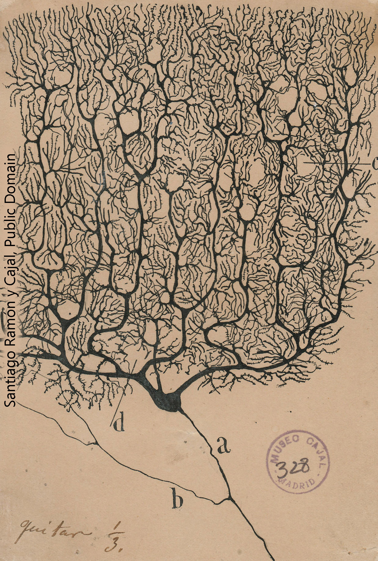 Drawing of a Purkinje cell by Santiago Ramón y Cajal.