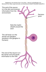 A drawing of a unipolar neuron