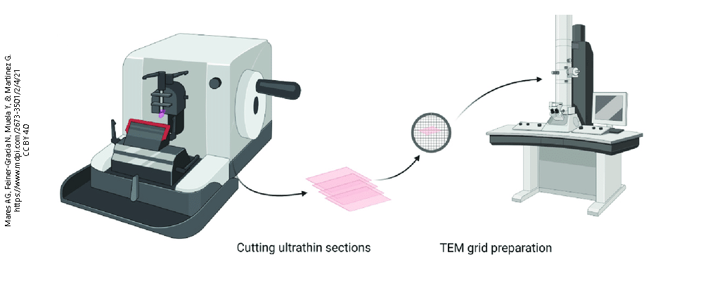 Diagram showing the steps in preparation of samples for electron microscopy.