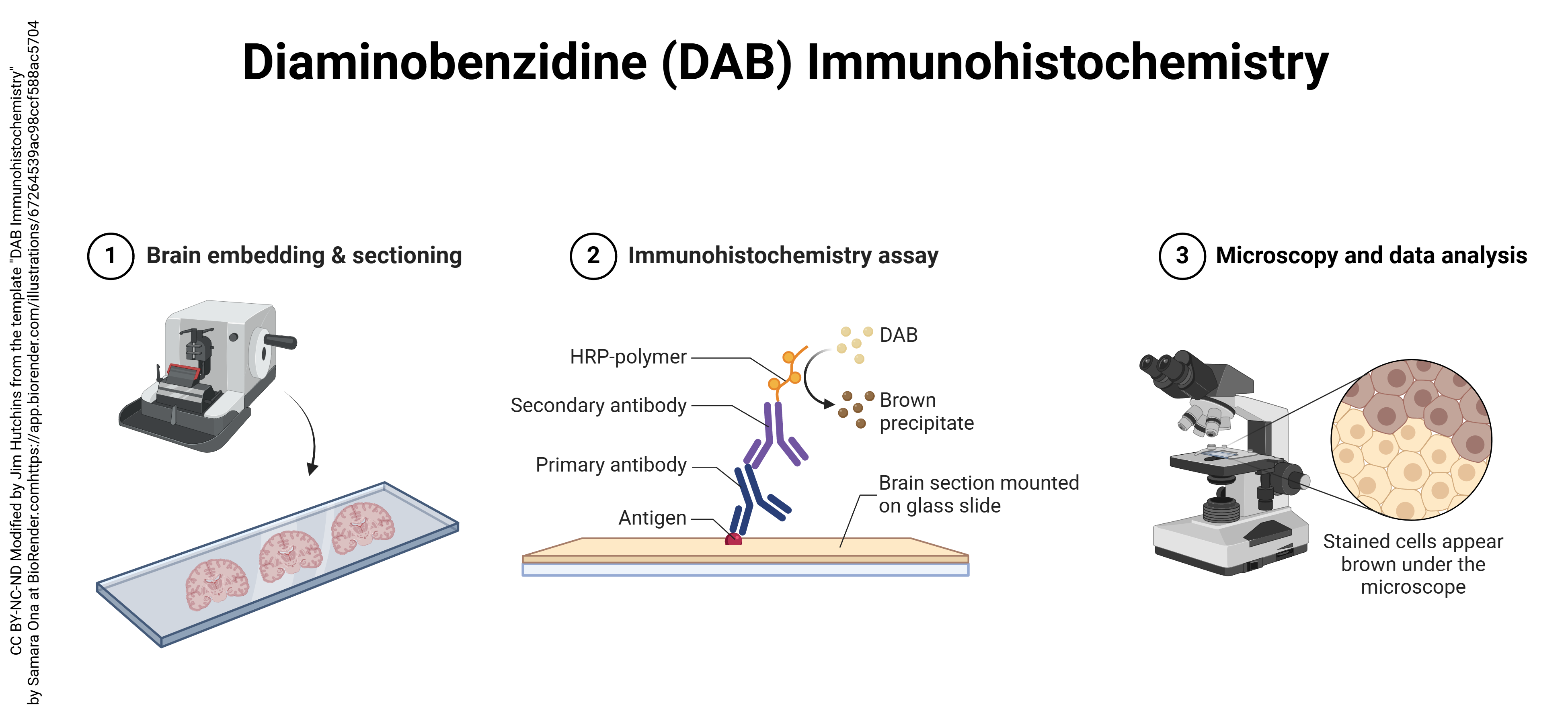 Diagram showing the procedures involved in immunohistochemistry with diaminobenzidine detection