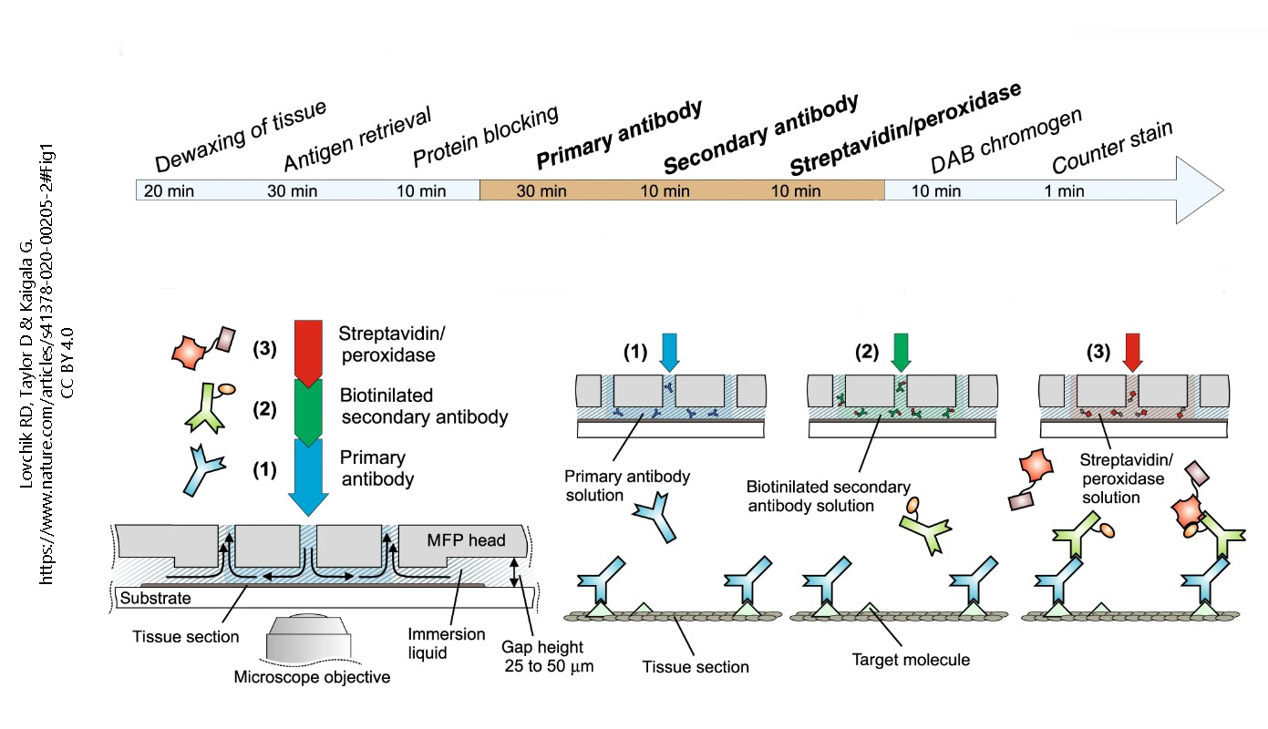 Diagram showing the steps in preparation of a sample for immunohistochemistry.