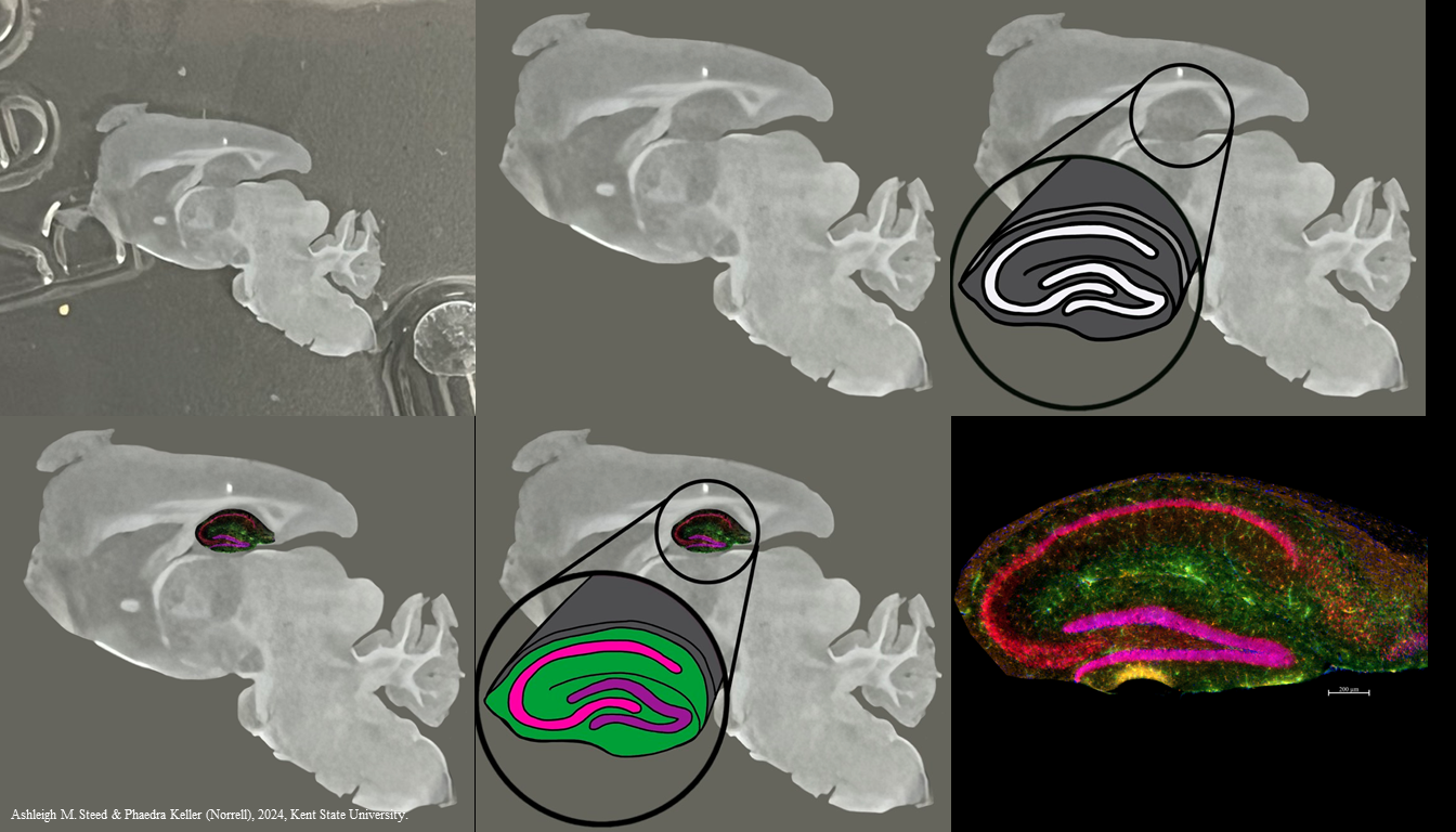 Photomontage showing the tissues used for immunohistochemistry.