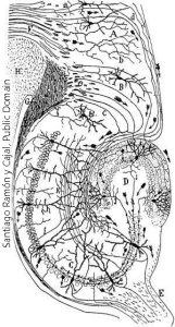 A drawing of the hippocampus by Ramon y Cajal.